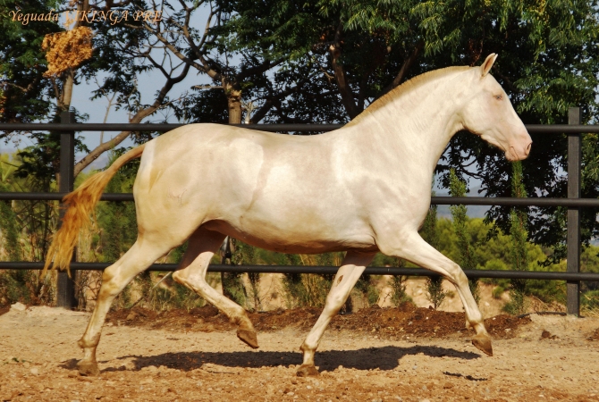 PICARA PM - Vikinga Sales & Breeding