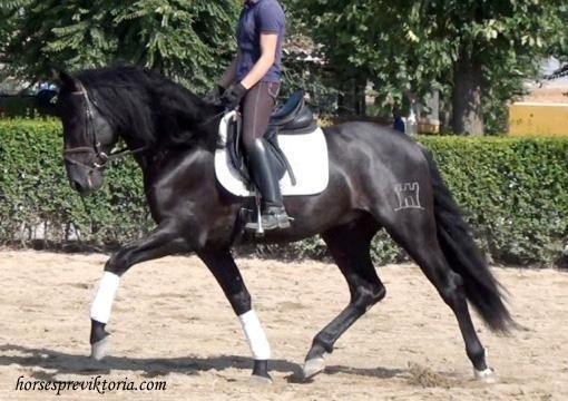 SOLD Talented athletic dressage/stud PRE - Vikinga Sales & Breeding