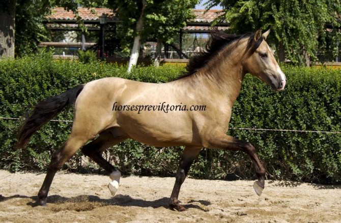 Beautiful buckskin dressage PRE - SOLD to Germany - - Vikinga Sales & Breeding
