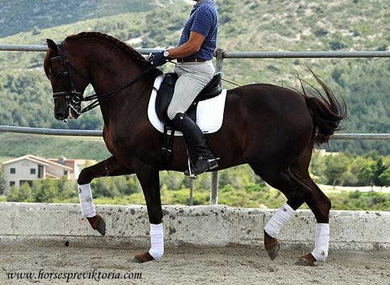 Chestnut PRE level PSG+ passage - Vikinga Sales & Breeding