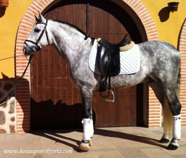 Athletic PRE out of Grand Prix bloodlines - Vikinga Sales & Breeding