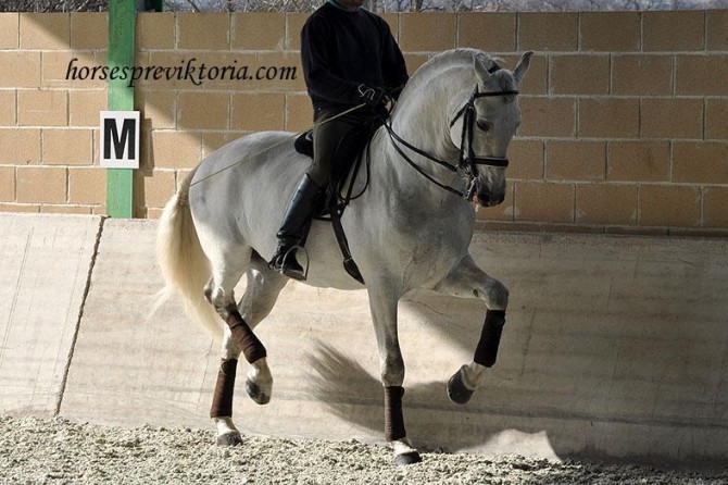 PSLustiano level Grand Prix - Vikinga Sales & Breeding