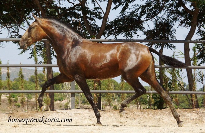 Tall dark buckskin filly out of Calificada mare - Vikinga Sales & Breeding