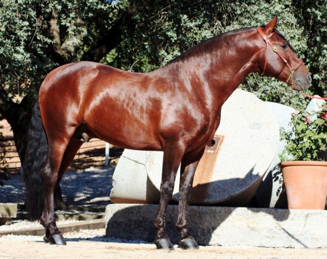 SOLD Merited PRE champion/ dressage Int I - Joven Reproductor Recomendado - Vikinga Sales & Breeding