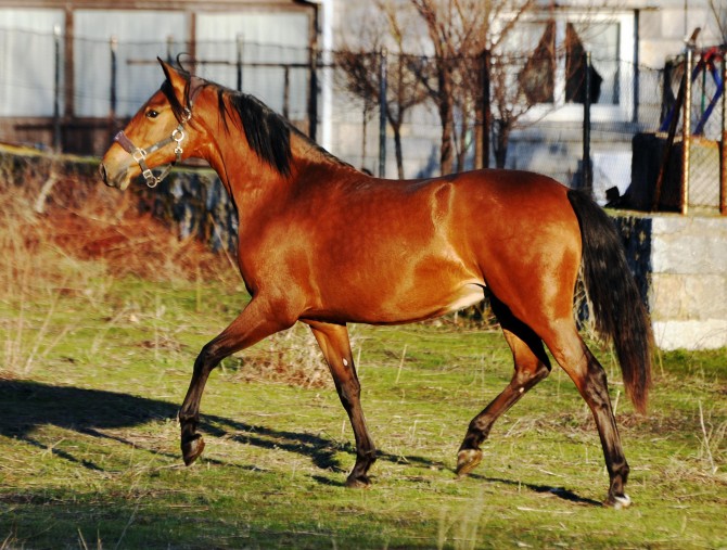 DONITA VIK - Vikinga Sales & Breeding