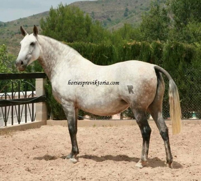 Estirpe Cartujana Peralta broodmare - Vikinga Sales & Breeding