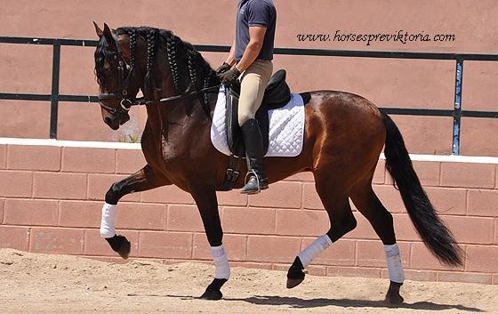 Advanced young talented PRE for toplevels dressage - Vikinga Sales & Breeding