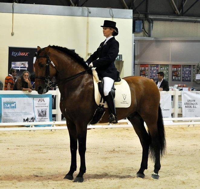 Follow us in competition! - Vikinga Sales & Breeding