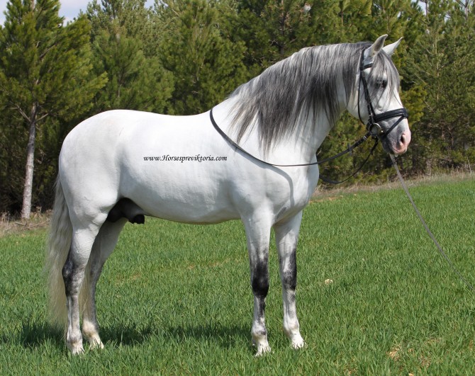 Beautiful safe PRE for dressage and pleasure - Vikinga Sales & Breeding