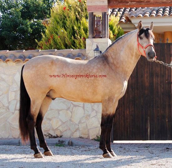 Buckskin PRE - Selected for breeding and dressage - Vikinga Sales & Breeding