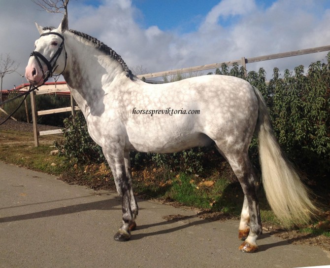 Excellent dessage PRE stallion working PSG + piaffe - Vikinga Sales & Breeding