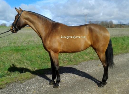 Dressage PRE filly ridden and driven - Vikinga Sales & Breeding