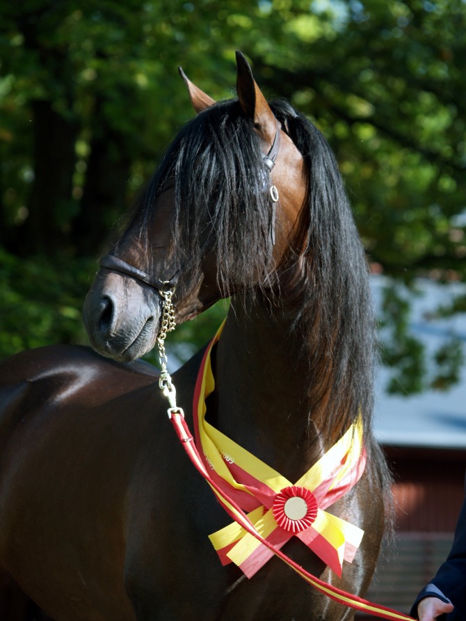  - Vikinga Sales & Breeding