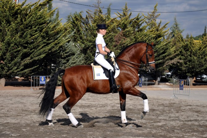 Festivo MR winner Mejores Movimientos Caravaca 2010 - Vikinga Sales & Breeding