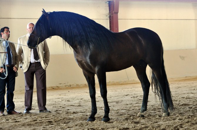  - Vikinga Sales & Breeding