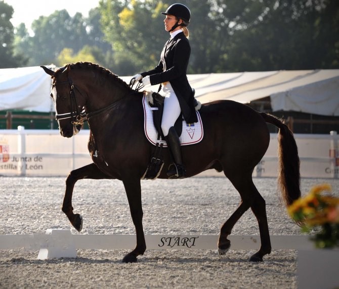 START - Grand Prix PSLusitano - Vikinga Sales & Breeding