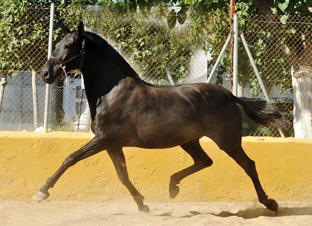 Horses for sale services - BREEDING - Vikinga Sales & Breeding