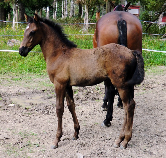  - Vikinga Sales & Breeding