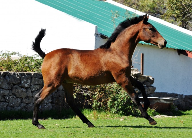  - Vikinga Sales & Breeding