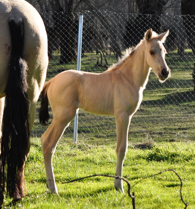  - Vikinga Sales & Breeding