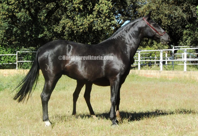 Top class black Escalera broodmare - Vikinga Sales & Breeding