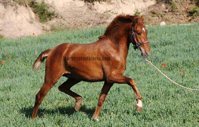 JTR - Top class PRE chestnut - Vikinga Sales & Breeding