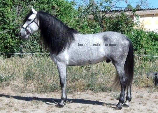 Dressage PRE grandson of olympic Evento - Vikinga Sales & Breeding