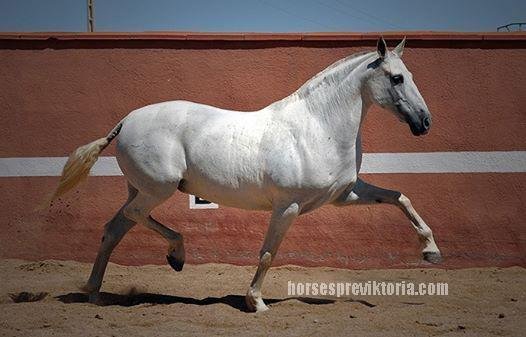 Champion Carthusian broodmare - Vikinga Sales & Breeding