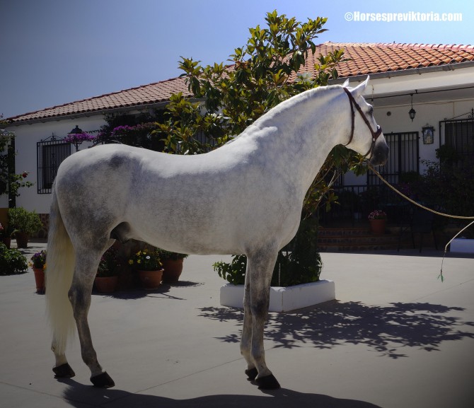 SOLD Top class PRE stud for championships and dressage - Vikinga Sales & Breeding