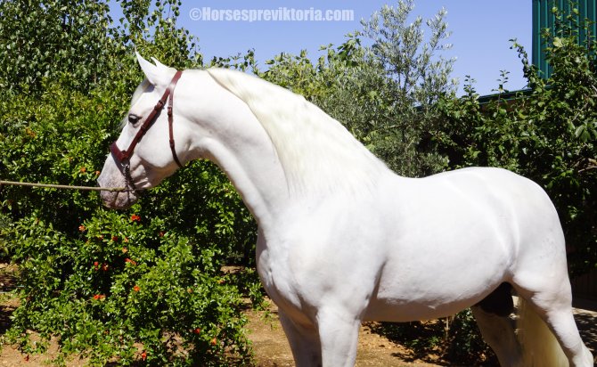 Calificado PRE stud merited at Top level Championships - Vikinga Sales & Breeding