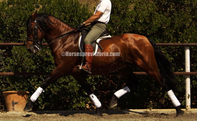 Dressage PRE competed until Prix St George + tempi ones - Vikinga Sales & Breeding