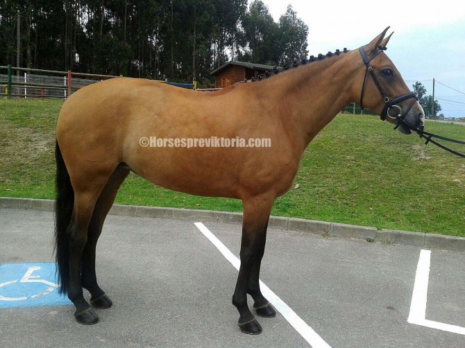 Athlete PRE mare PSG level + piaffe, spanish walk - Vikinga Sales & Breeding