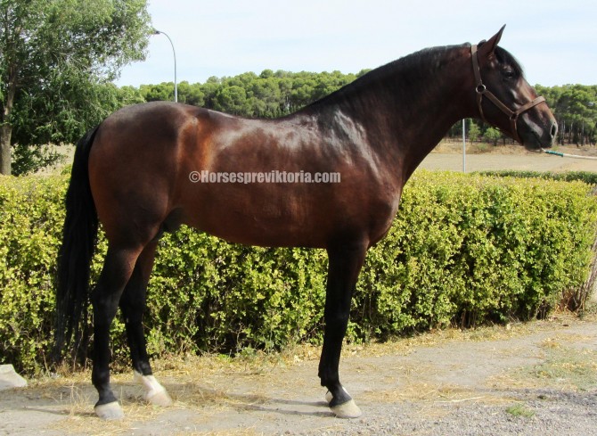 168 cm top class pedigree PRE dressage talent - Vikinga Sales & Breeding