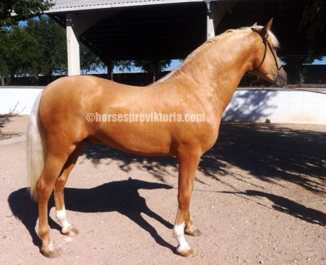 SUC - Palomino PRE for dressage and breeding - Vikinga Sales & Breeding