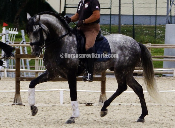 Top class PSLusitano for dressage - Vikinga Sales & Breeding