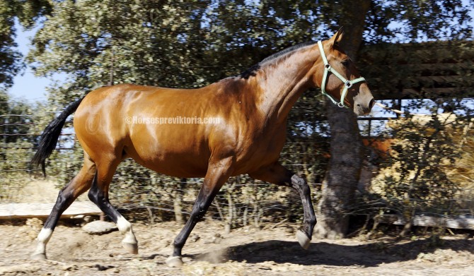 TUP - Ridden broodmare, Albero II line sired by Armas Tarugo - Vikinga Sales & Breeding