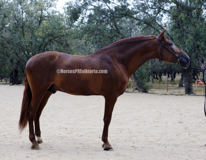 FIC - Chestnut PRE stud Marin Garcia line - Vikinga Sales & Breeding