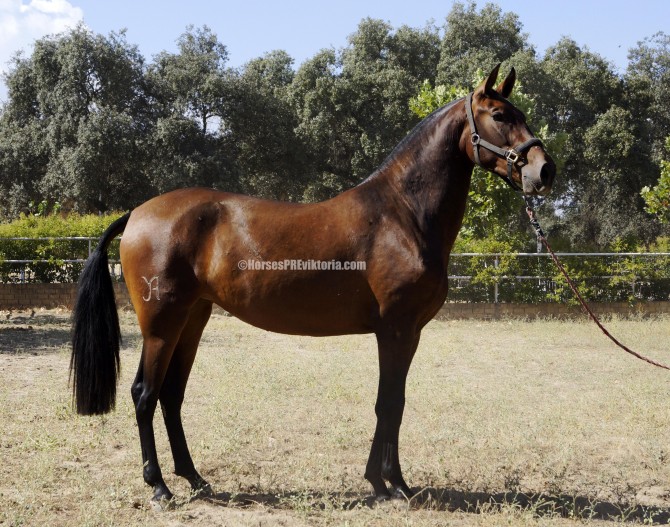 SOLD - Exceptional movements Escalera filly - Vikinga Sales & Breeding