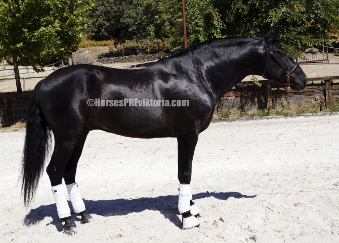 BON - Black PRE for dressage and championships - Vikinga Sales & Breeding