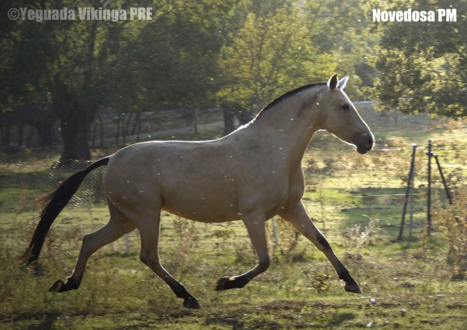 NOVEDOSA PM - Vikinga Sales & Breeding