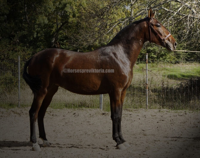 FAS - Top class PRE filly for breeding and dressage - Vikinga Sales & Breeding