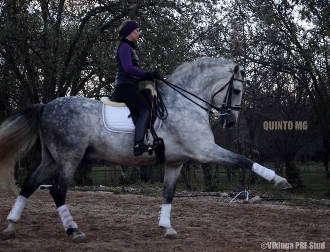 QUINTO MG - Vikinga Sales & Breeding