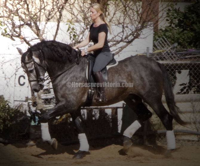 ELT - 170 cm Bohorquez stallion born 2010 - Vikinga Sales & Breeding