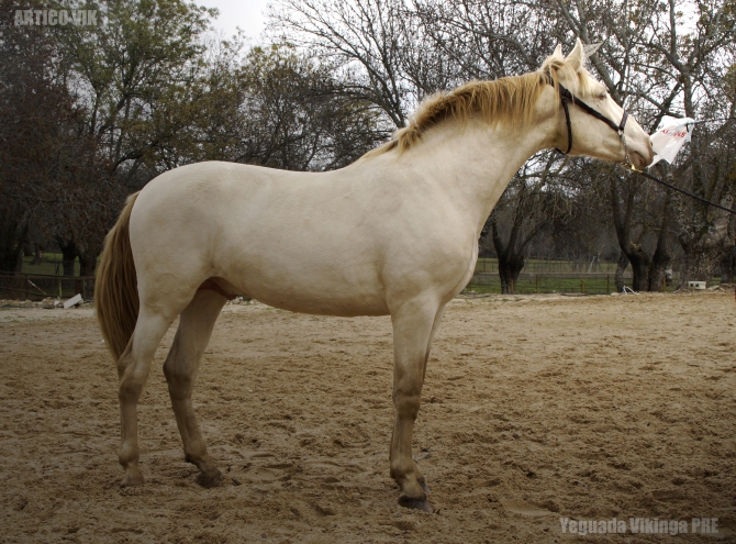  - Vikinga Sales & Breeding