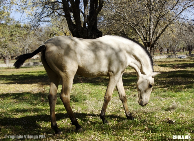 Vikinga buckskin PRE filly born 2014 - Vikinga Sales & Breeding