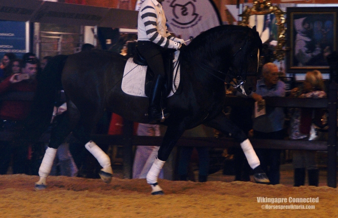 170 cm PRE for dressage and breeding - Vikinga Sales & Breeding