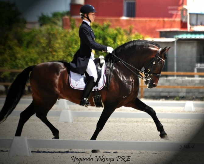 DONOSO VII - Calificado - Prix St George - Champion - Vikinga Sales & Breeding