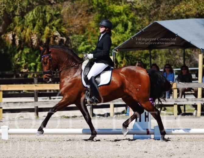 Dressage PRE touring in USA - Vikinga Sales & Breeding