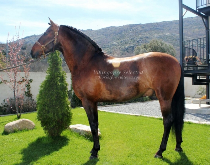 AMI - Beautiful bay barock excellent movements - Vikinga Sales & Breeding