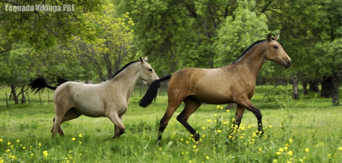 Vikingapre bred horses For Sale - Vikinga Sales & Breeding
